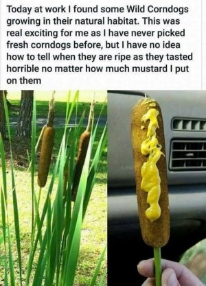 IMG_0584.jpeg