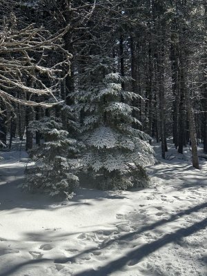 IMG_7695.jpeg