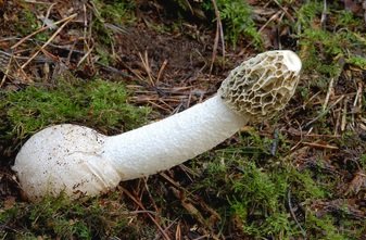 stinkhorn.jpg