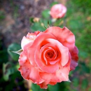flower a day n rose.jpg