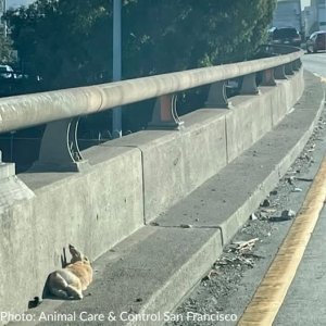 frisco.jpg