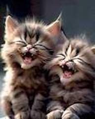 Cats laugh sm.jpg