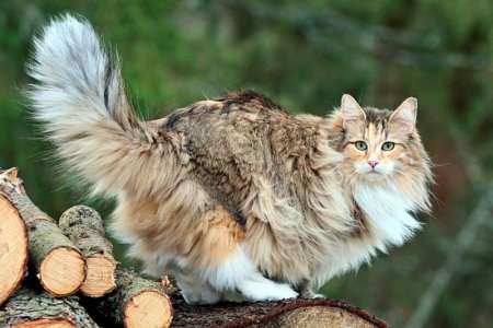 Norwegian Forest Cat.jpg