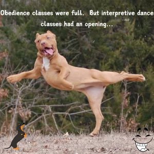 interpeetivedancedog.jpg