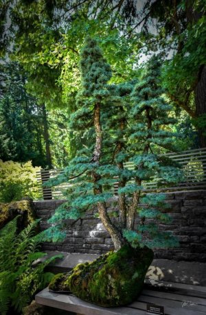 Portlandgardens.jpg