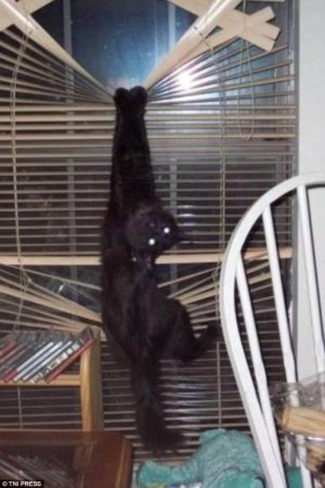 Owners share hilarious photographs of their cats.jpg