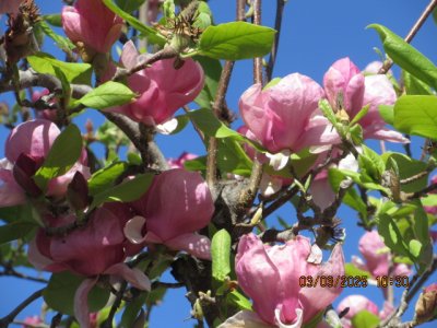IMG_7978.JPG
