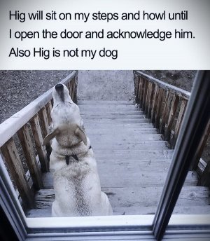 higdog.jpg
