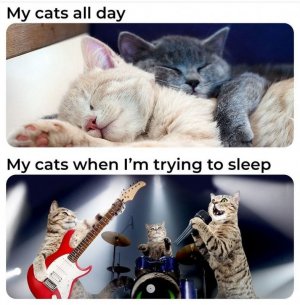 FB_IMG_1740093255188.jpg