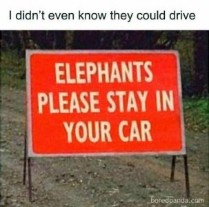 elephantscar.jpg