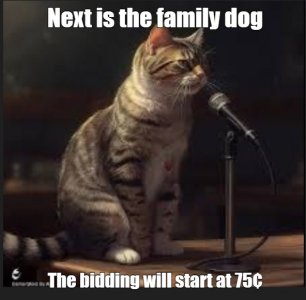 cats7.jpg