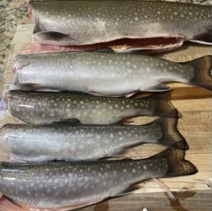 IMG_1937.jpeg IMG_1937.jpeg