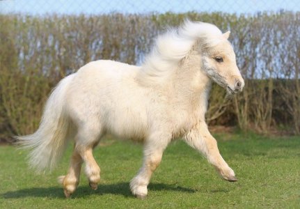 shetland.jpg