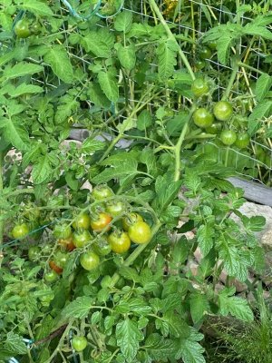 IMG_7941.jpeg IMG_7941.jpeg