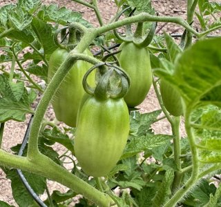 IMG_5234.jpeg IMG_5234.jpeg