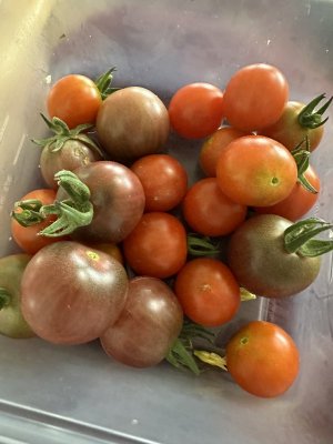 IMG_5535.jpeg IMG_5535.jpeg