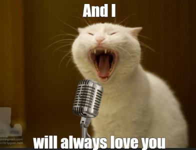 cats3.jpg
