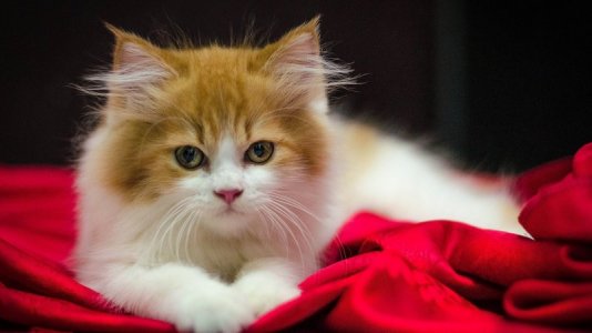 708260-kittens-kitten-cat-cats-baby-cute.jpg