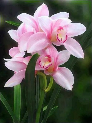 flower a day orchids.jpg