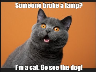 cats8.jpg