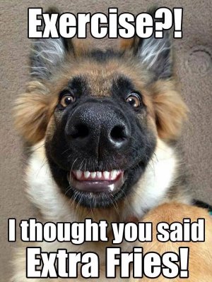 dog2.jpg