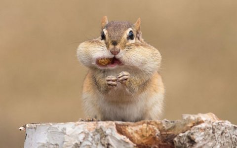 Greedy @.jpg