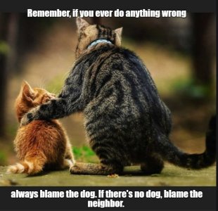 cats9.jpg