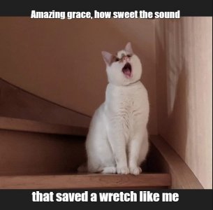 cats4.jpg