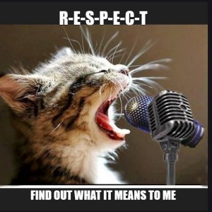 cats11.jpg