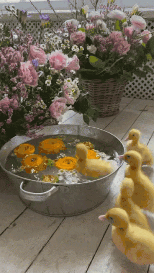 tumblr_71188fc2913e7ac4745704b5a3f96f50_c6514038_500.gif.gif