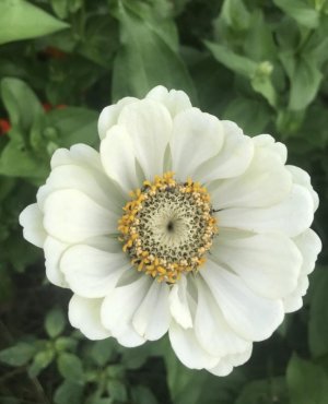 IMG_0544.jpeg