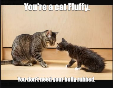 cats10.jpg