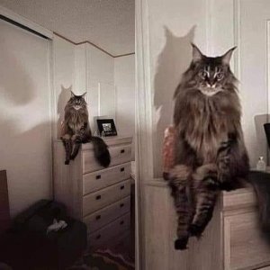 Imagine waking up to your cat staring at you like….jpg