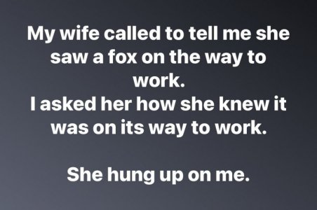 fox.jpg
