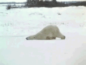 R.gif