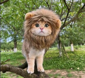 Lion @.jpg