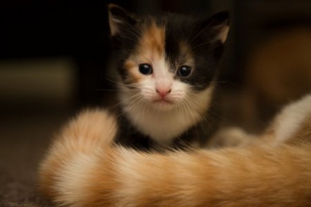 beautiful-cat-1463991820UEn.jpg