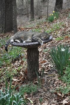 626d7ef063342d7d7c213e3baac94ce8.jpg 626d7ef063342d7d7c213e3baac94ce8.jpg