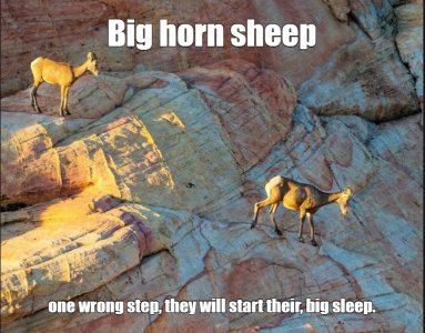 big horn sheep.jpg