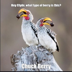 birds.jpg