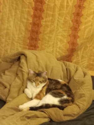 puss.jpg