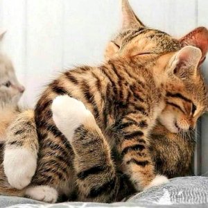 cat hugs b.jpg
