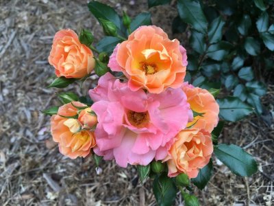 IMG_0960.jpeg