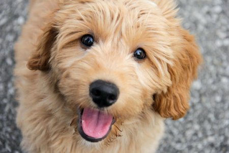 Goldendoodle.jpg
