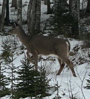 IMG_7828.jpeg