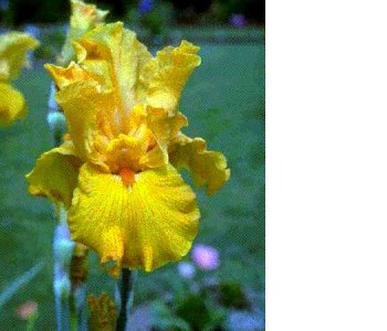 iris8.jpg