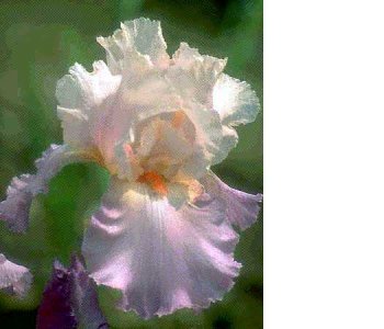iris9.jpg