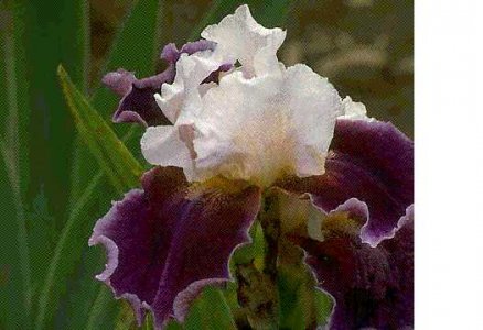 iris3.jpg