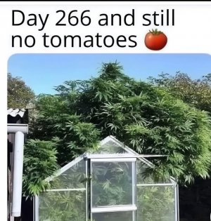 snt.jpeg