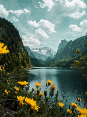 yellow flowers landscape.jpg